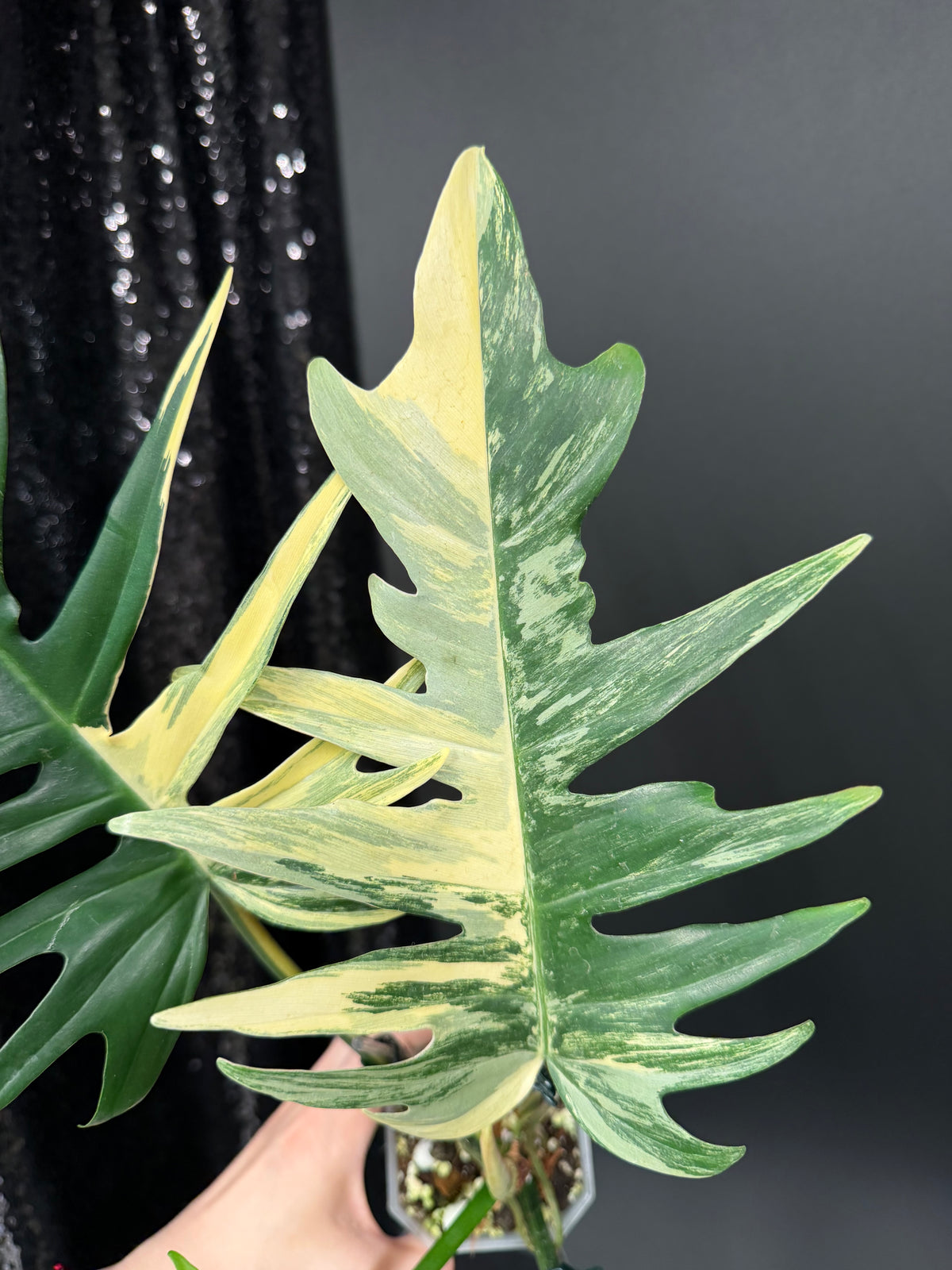 Philodendron Florida Beauty x Tortum Variegated
