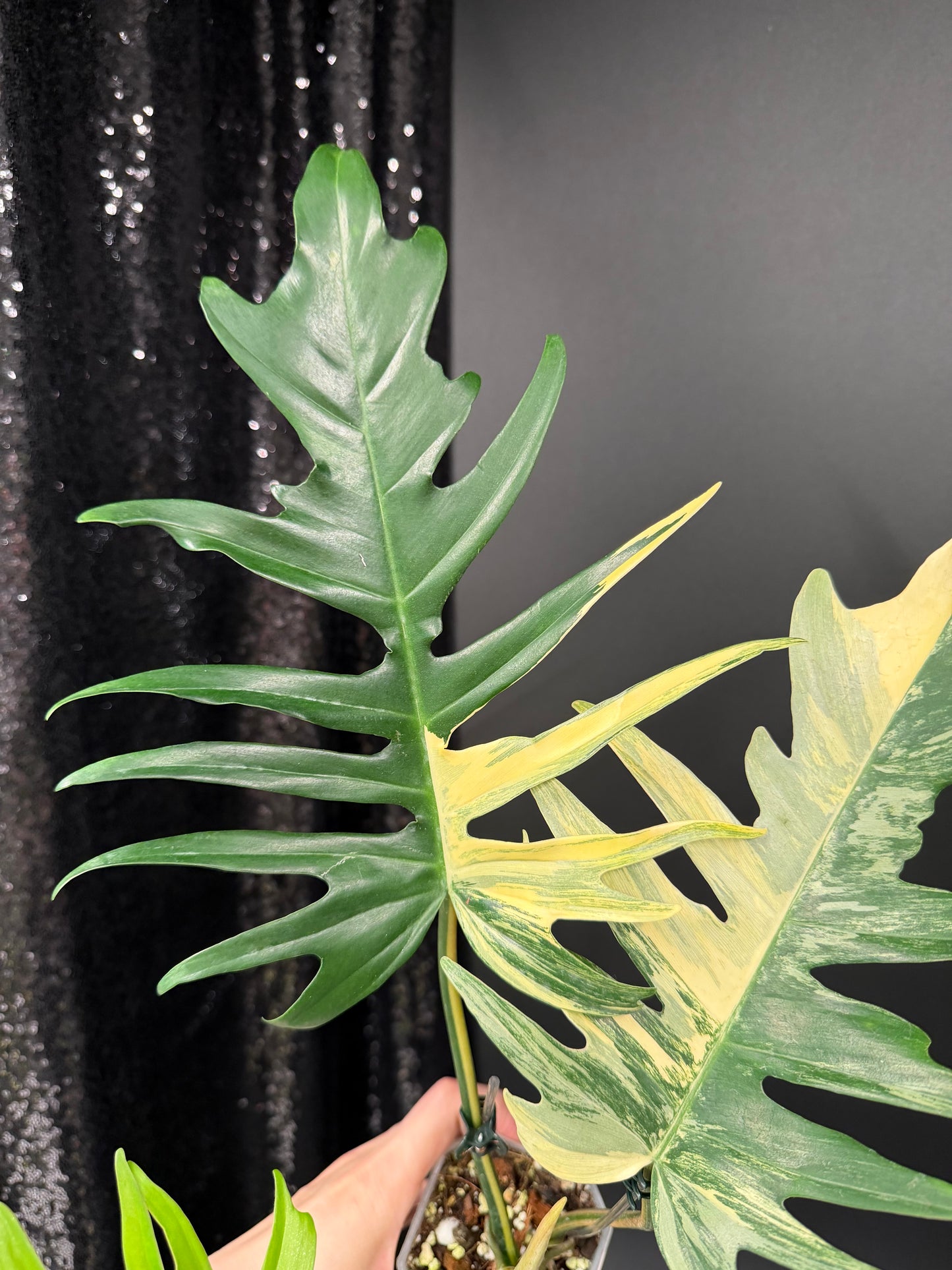 Philodendron Florida Beauty x Tortum Variegated