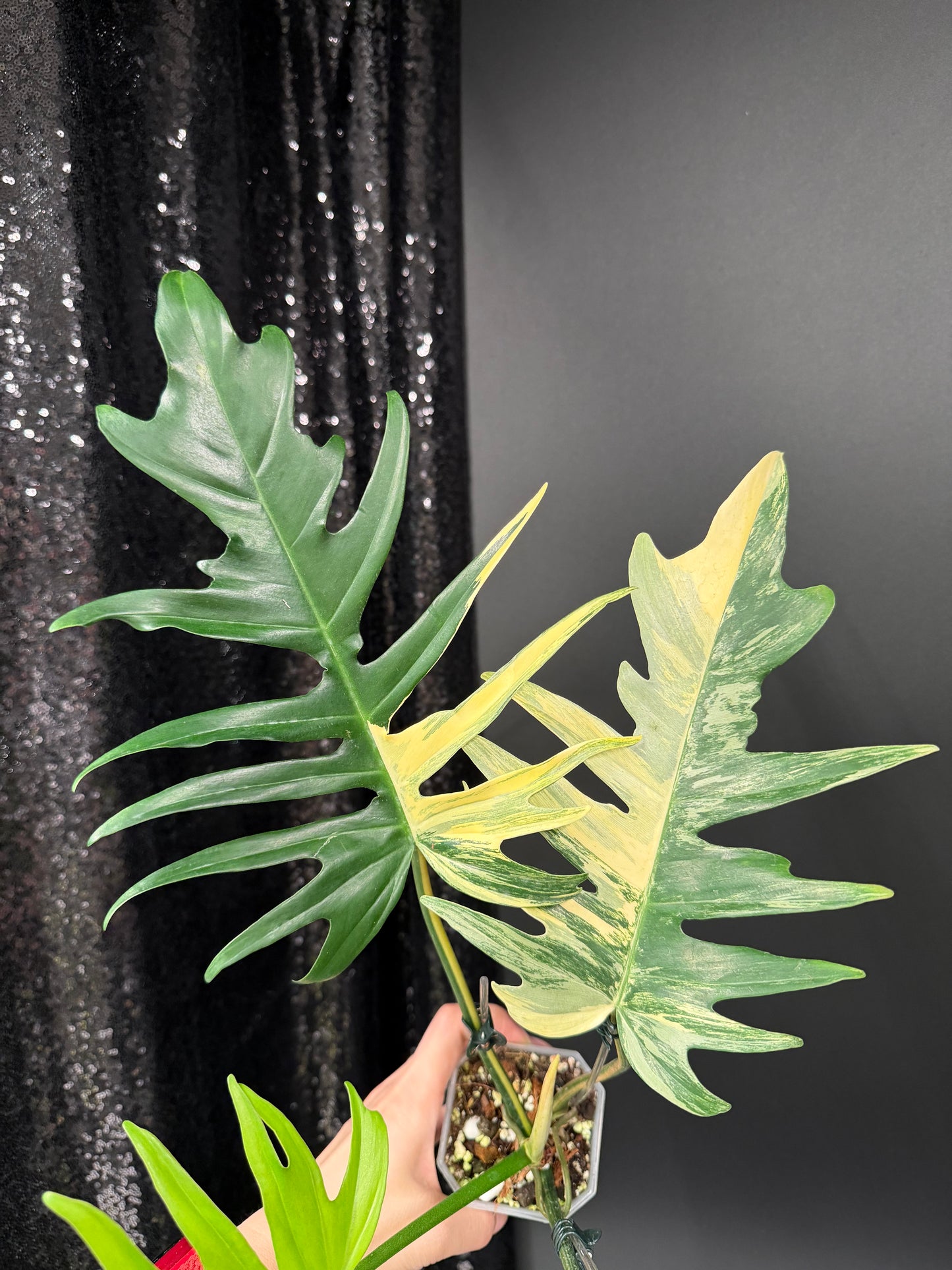 Philodendron Florida Beauty x Tortum Variegated