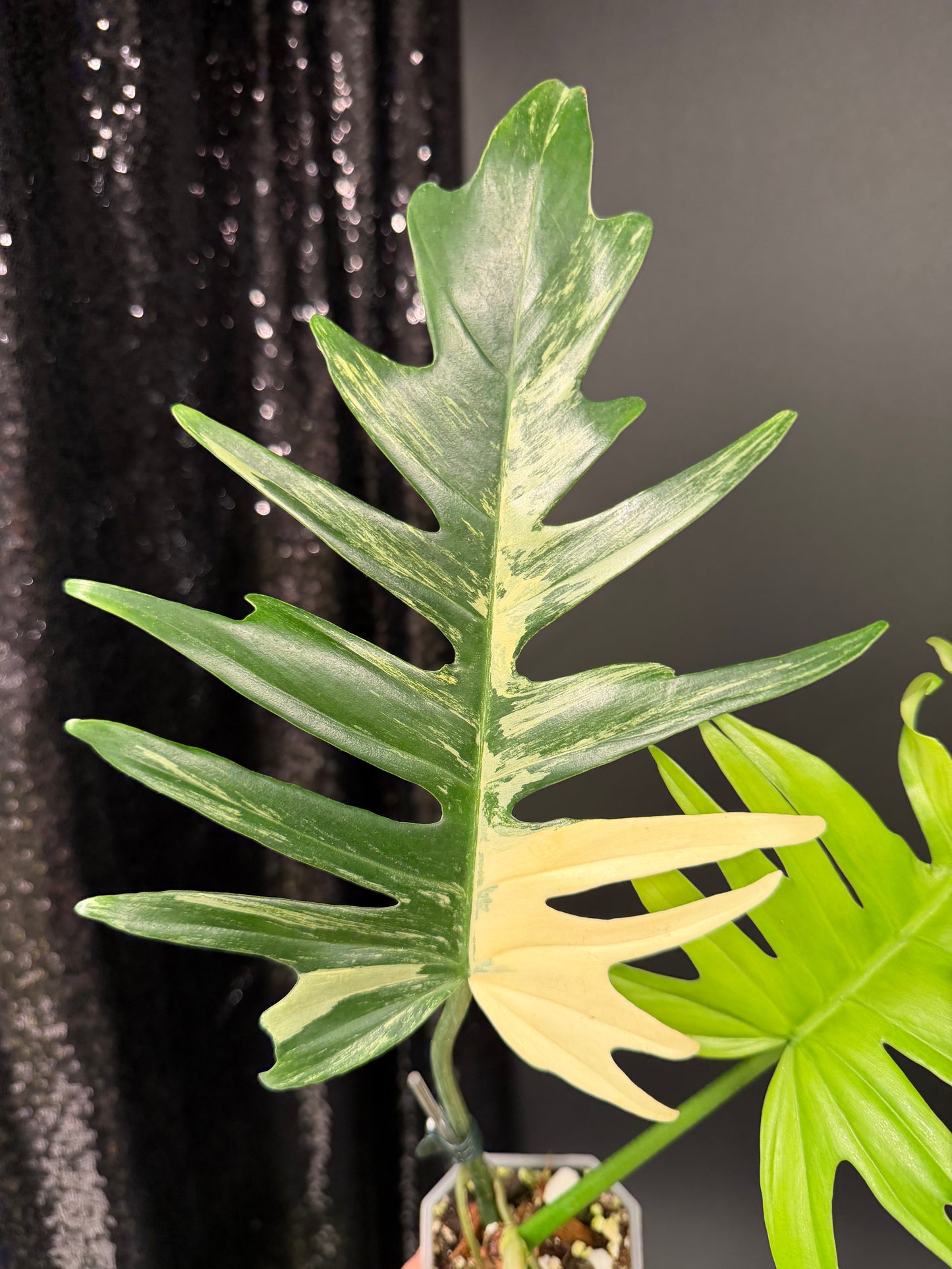 Philodendron Florida Beauty x Tortum Variegated
