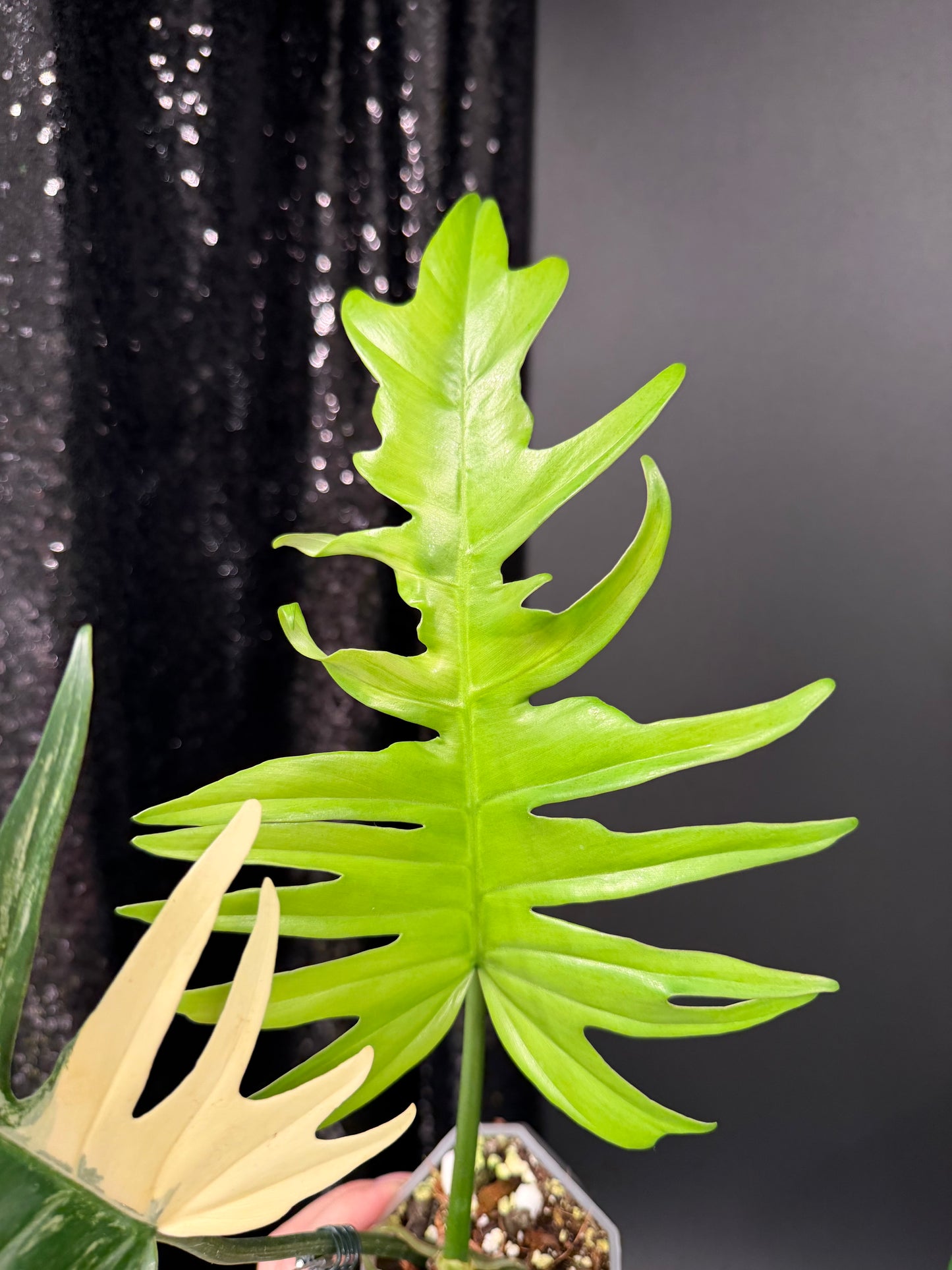 Philodendron Florida Beauty x Tortum Variegated