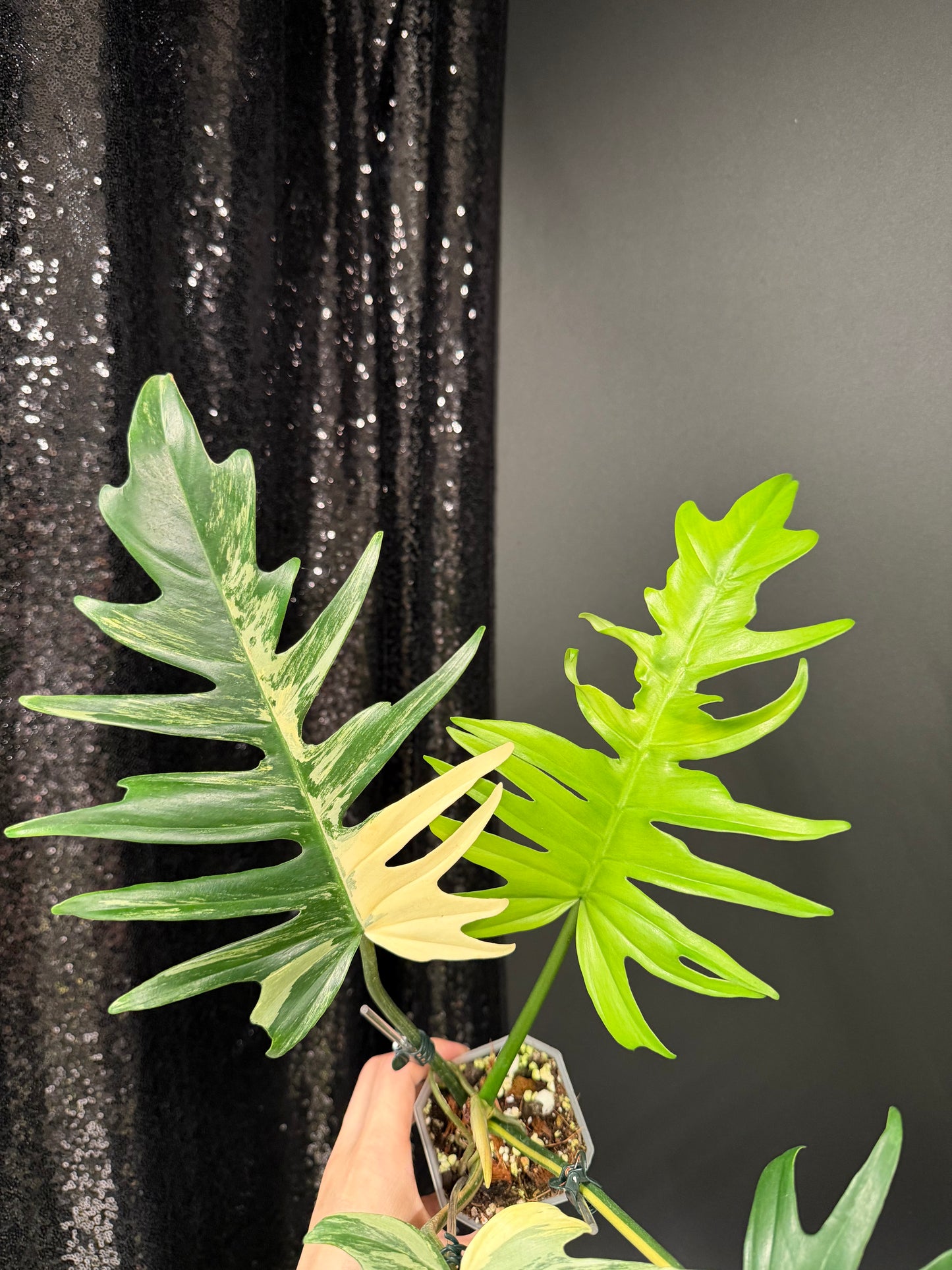 Philodendron Florida Beauty x Tortum Variegated