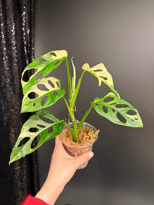Monstera Adansonii Albo