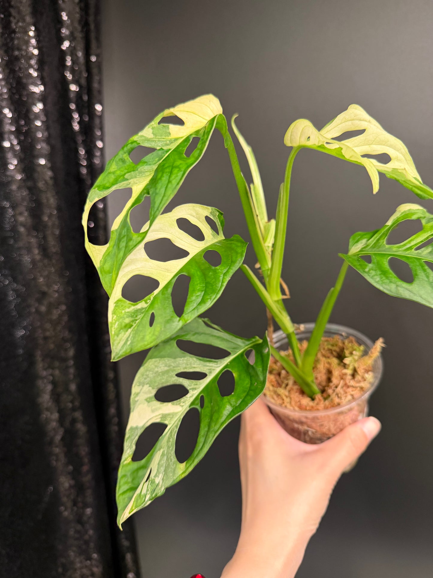 Monstera Adansonii Albo