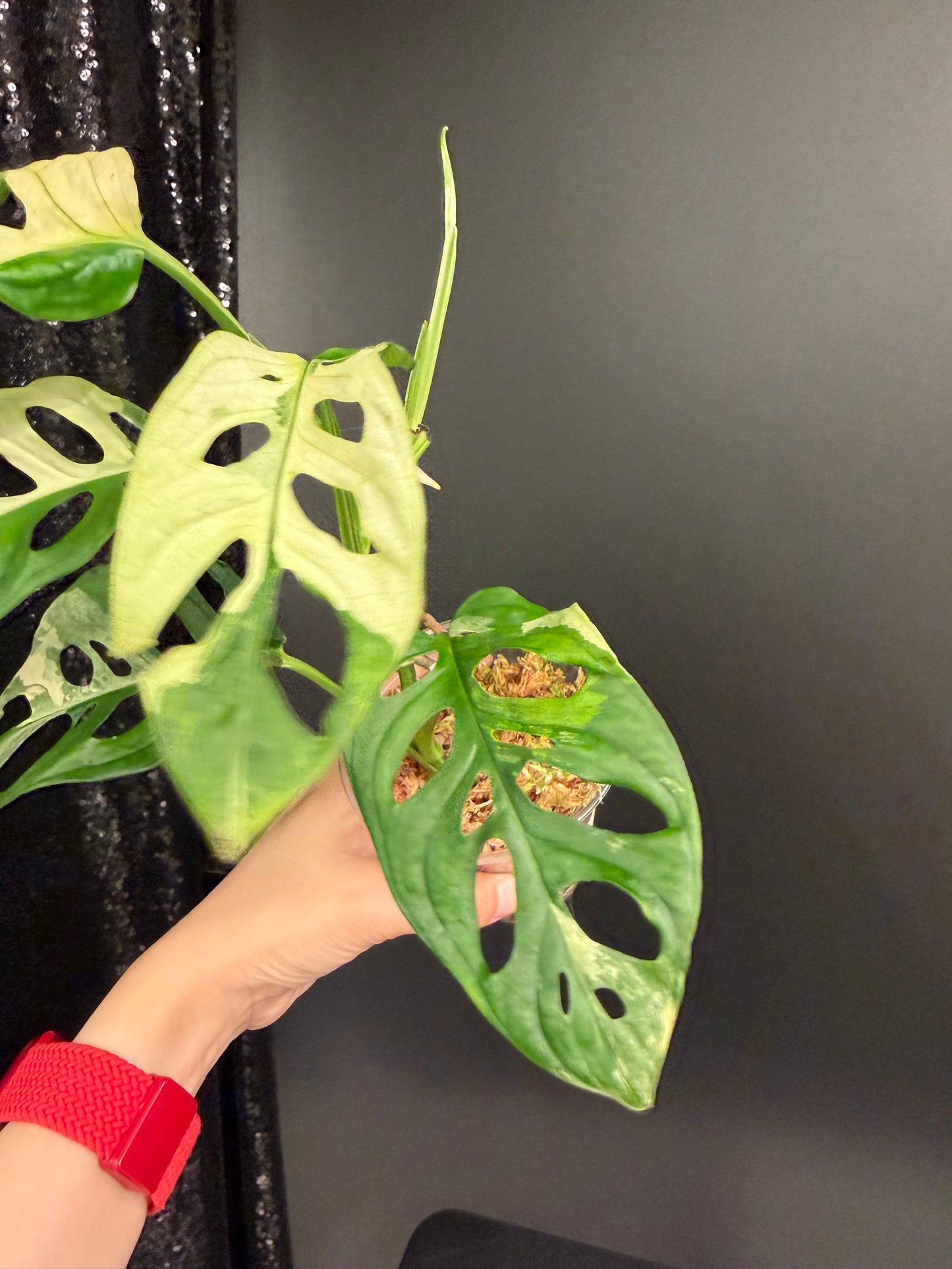 Monstera Adansonii Albo