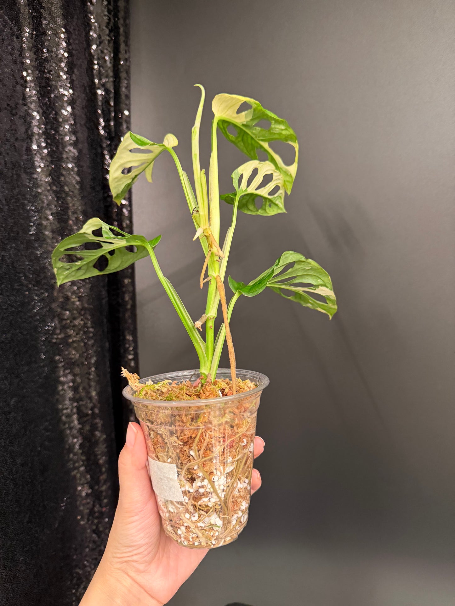 Monstera Adansonii Albo