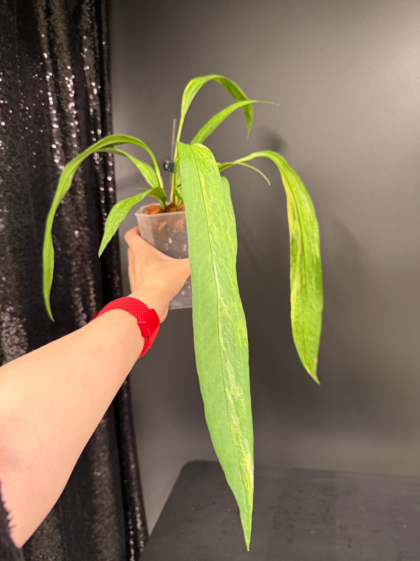 Anthurium Vittarifolium Variegated
