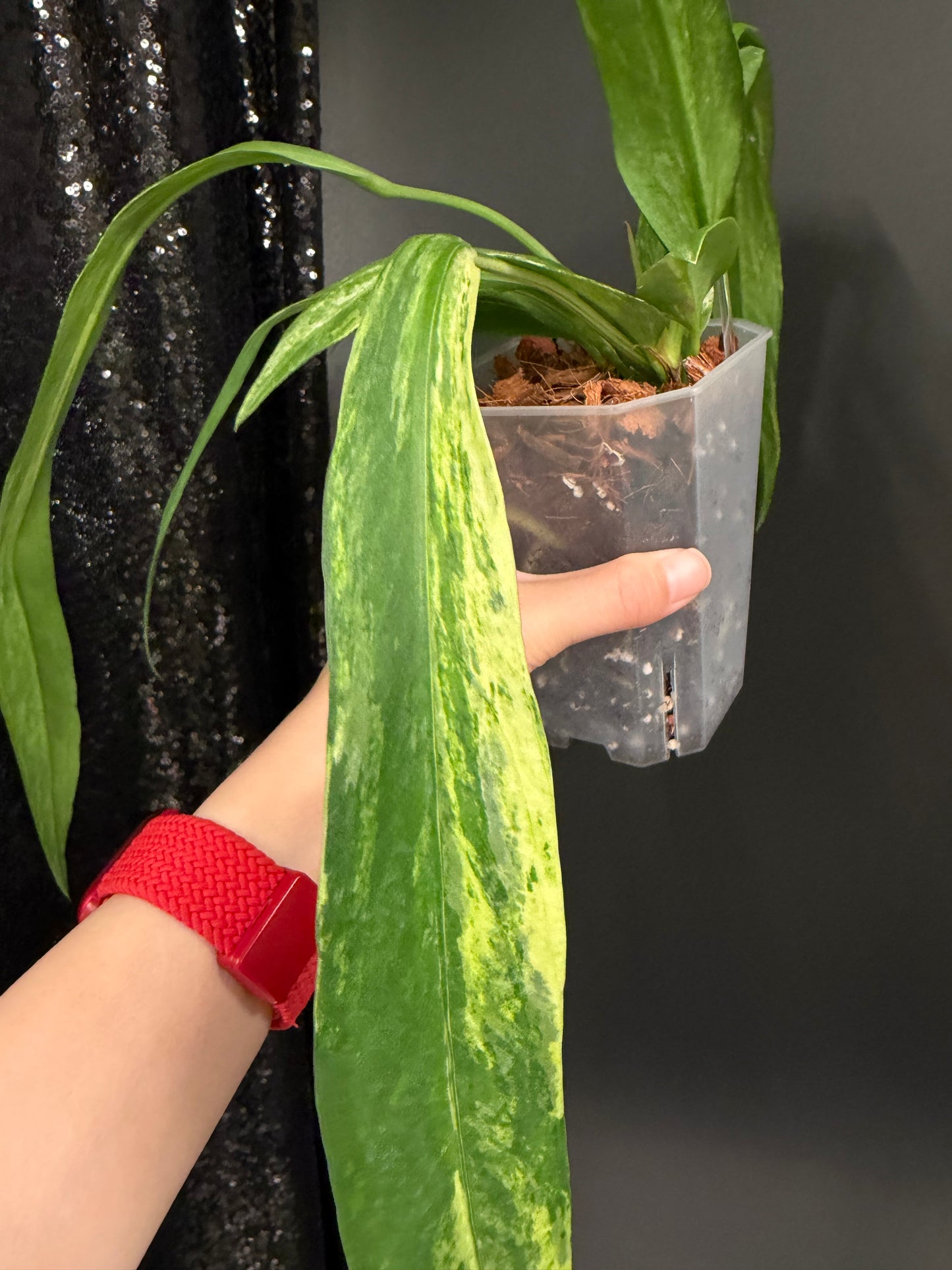 Anthurium Vittarifolium Variegated