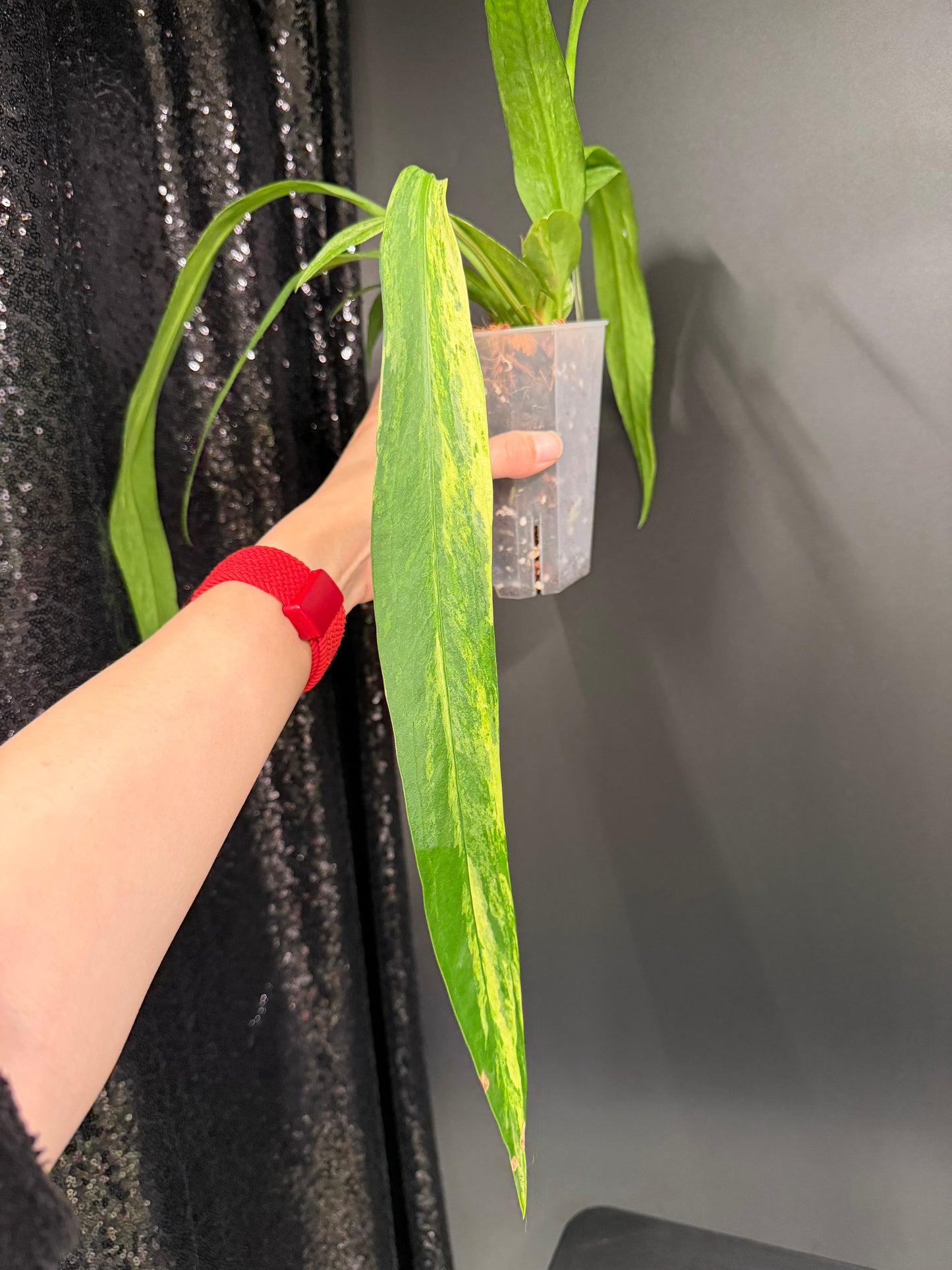 Anthurium Vittarifolium Variegated