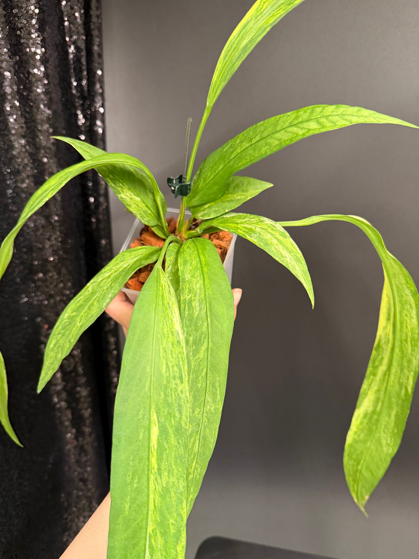 Anthurium Vittarifolium Variegated