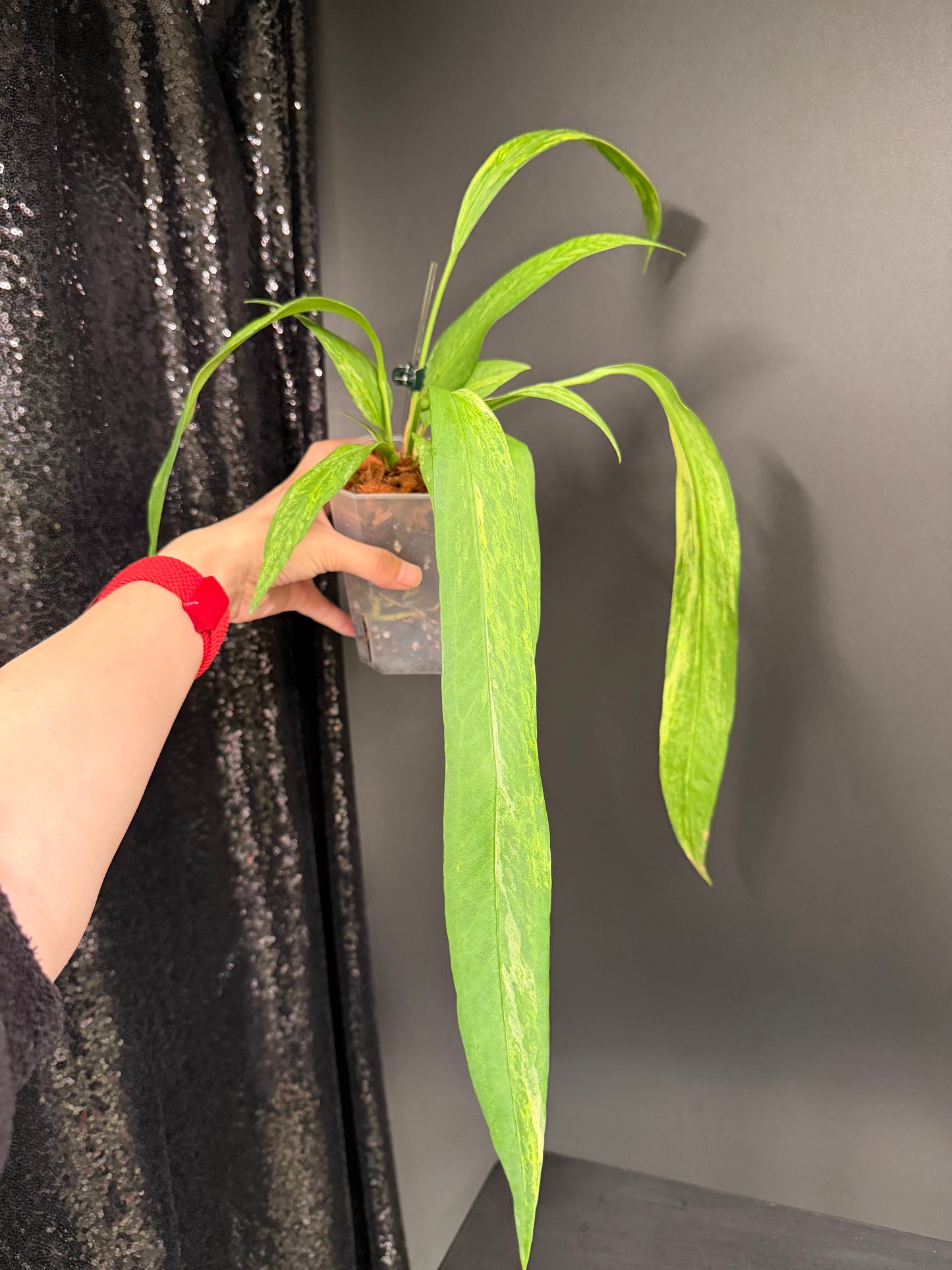 Anthurium Vittarifolium Variegated