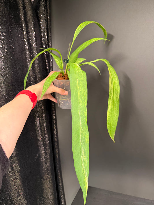 Anthurium Vittarifolium Variegated