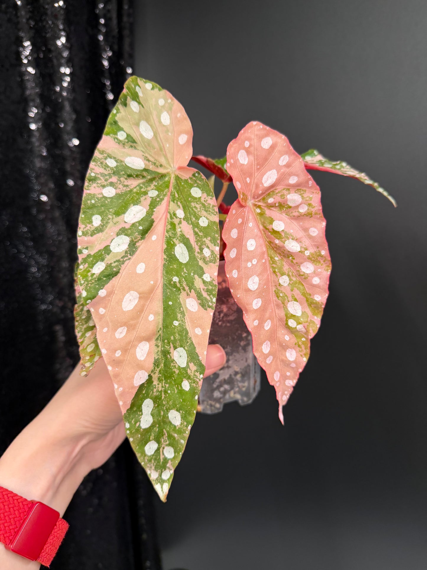 Begonia Pink Maculata Variegated