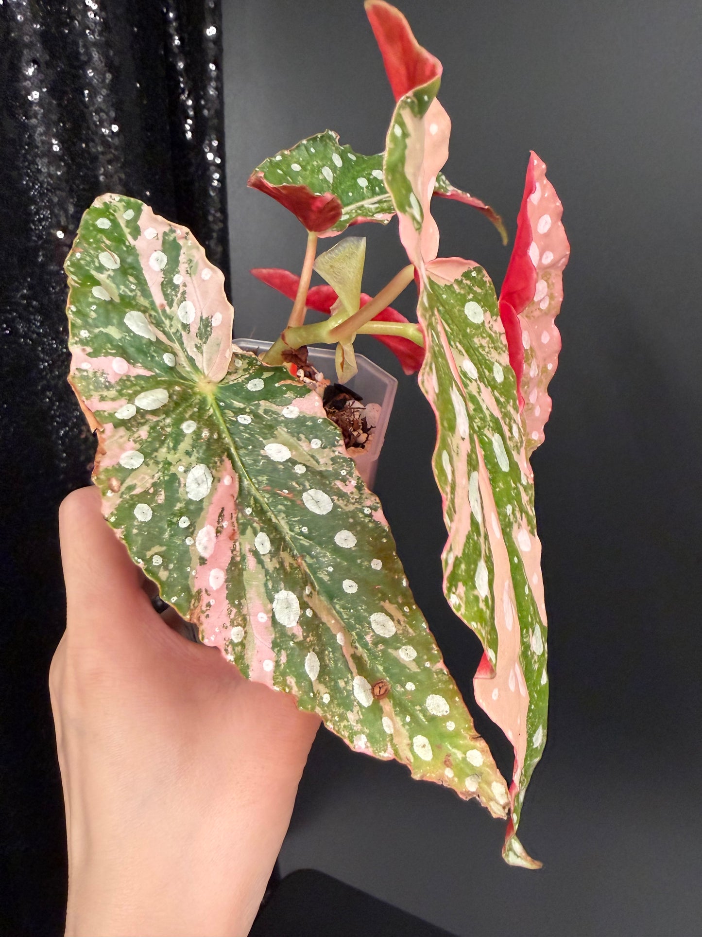 Begonia Pink Maculata Variegated