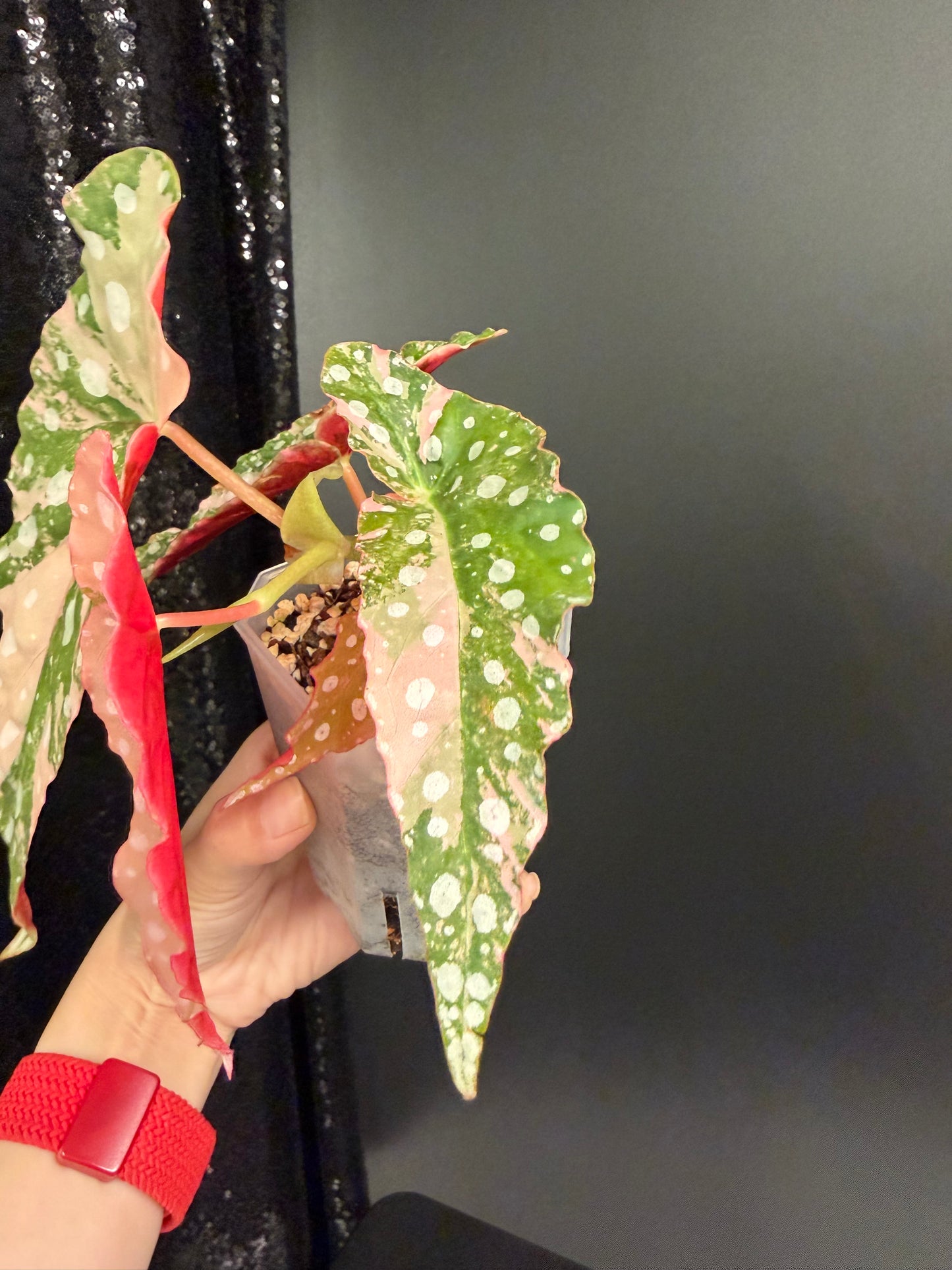 Begonia Pink Maculata Variegated