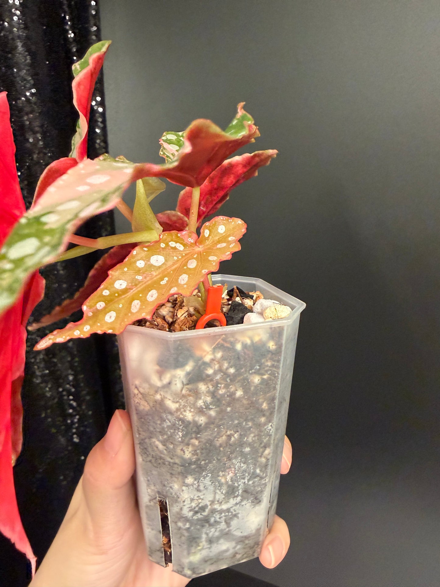 Begonia Pink Maculata Variegated