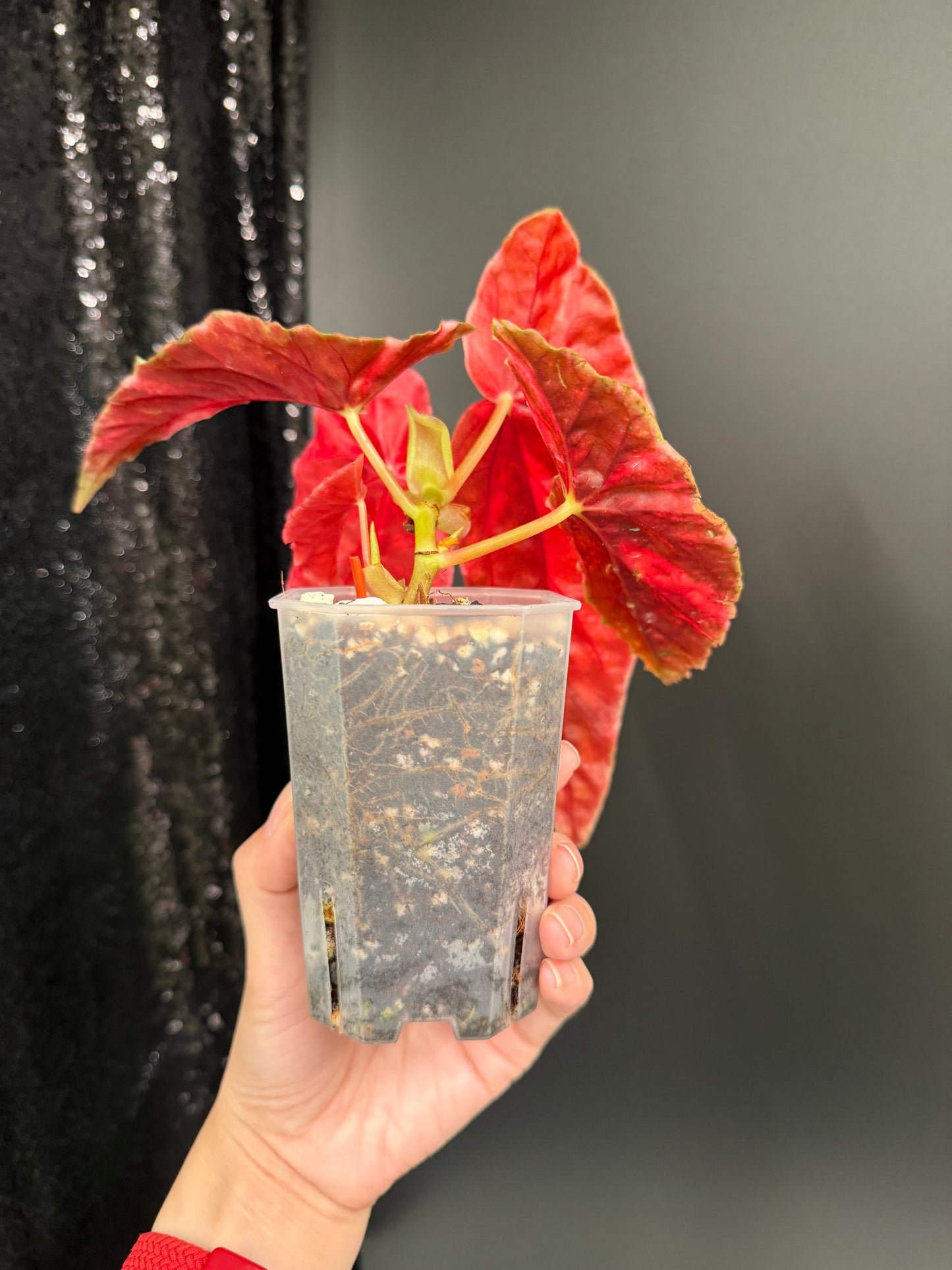 Begonia Pink Maculata Variegated