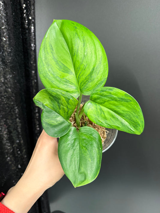 Scindapsus Ggreen on Green Variegated