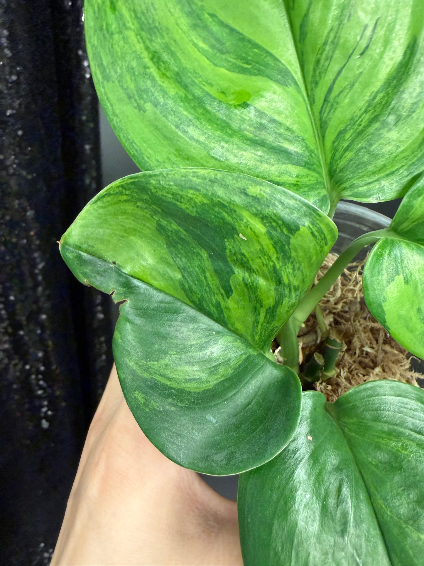 Scindapsus Ggreen on Green Variegated