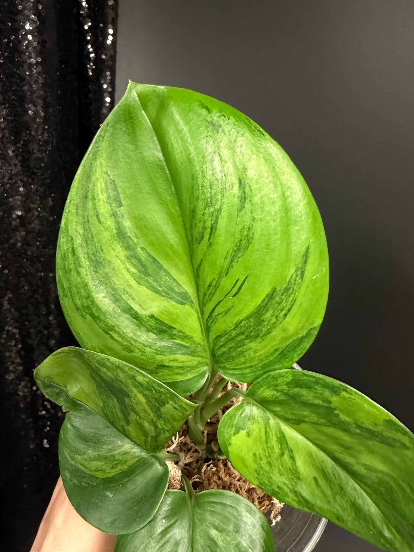 Scindapsus Ggreen on Green Variegated