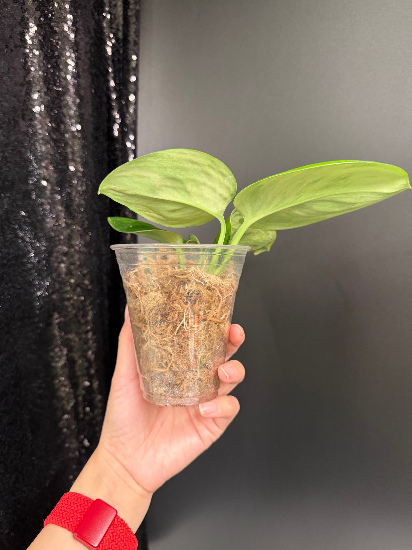 Scindapsus Ggreen on Green Variegated