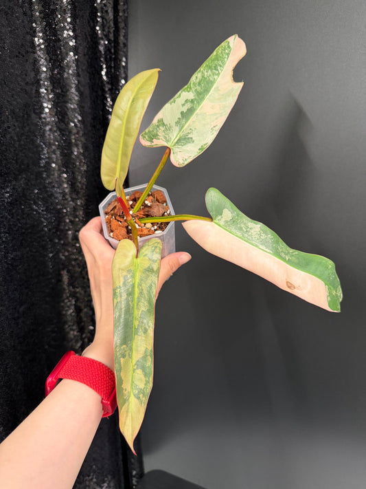 Philodendron Atabapoense Pink Variegated