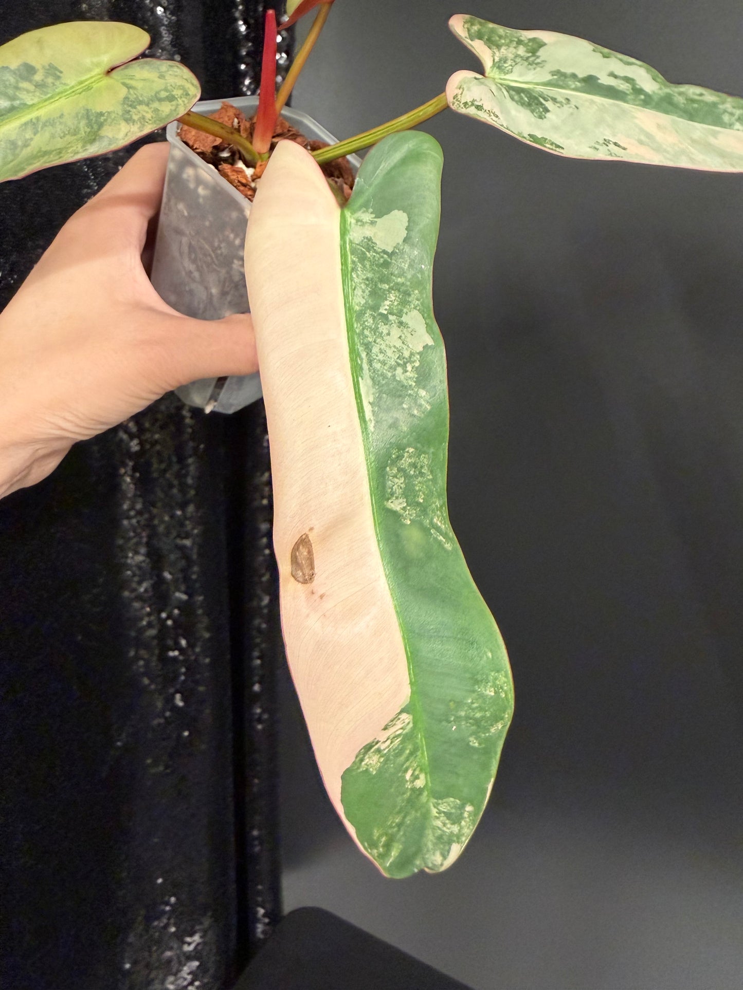 Philodendron Atabapoense Pink Variegated