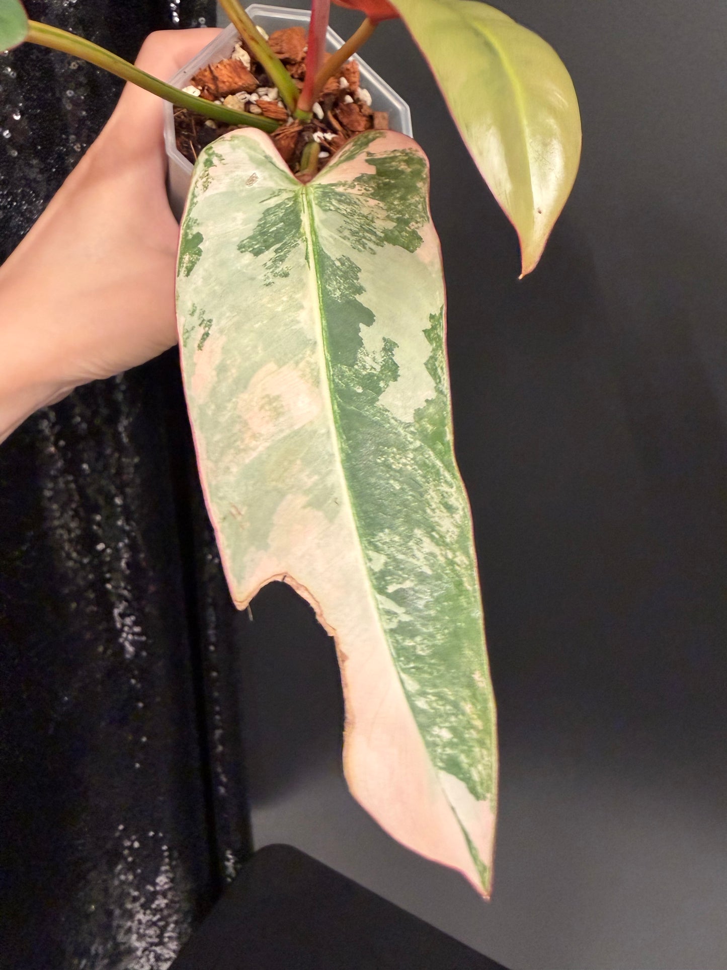Philodendron Atabapoense Pink Variegated