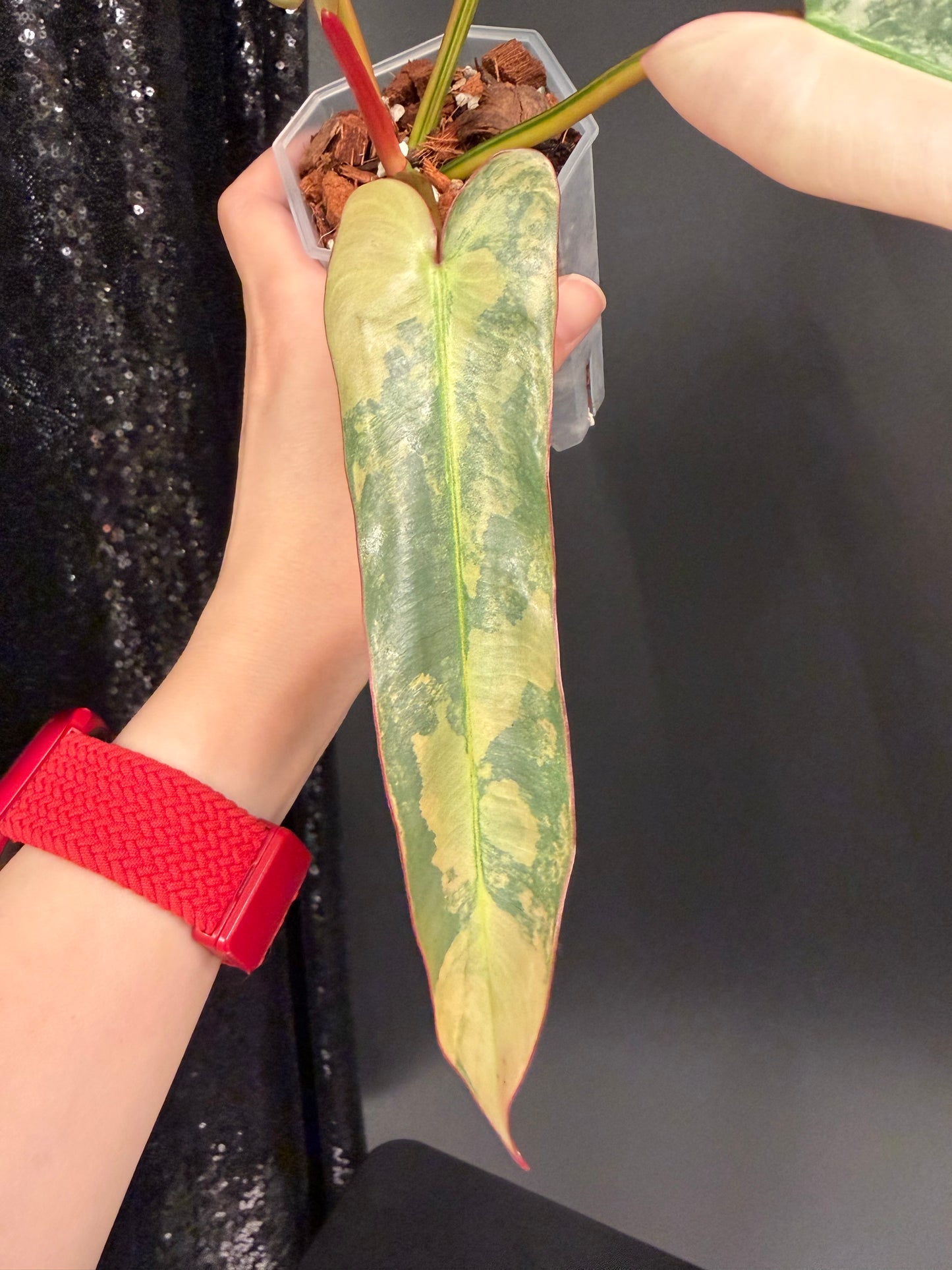 Philodendron Atabapoense Pink Variegated