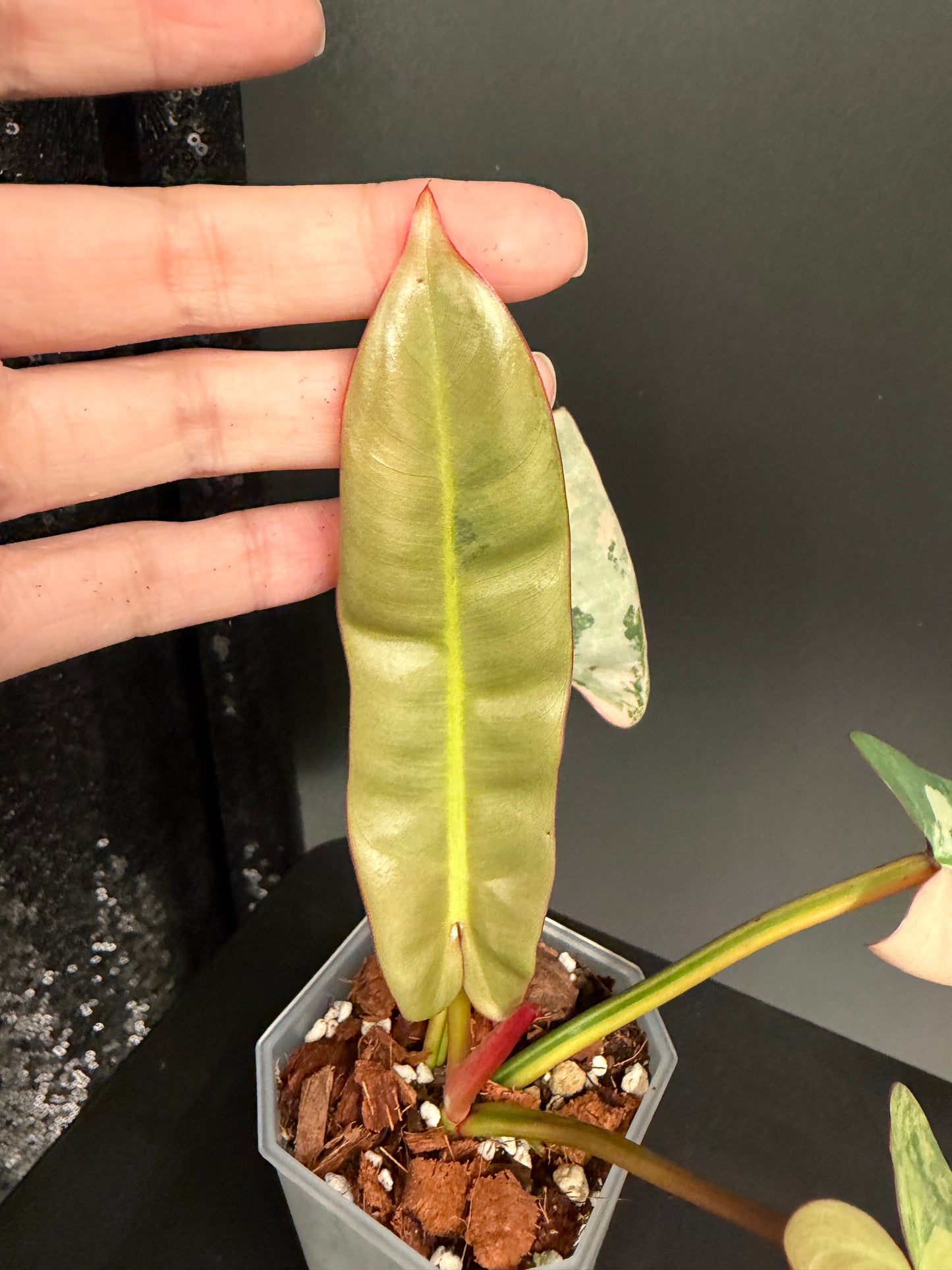 Philodendron Atabapoense Pink Variegated