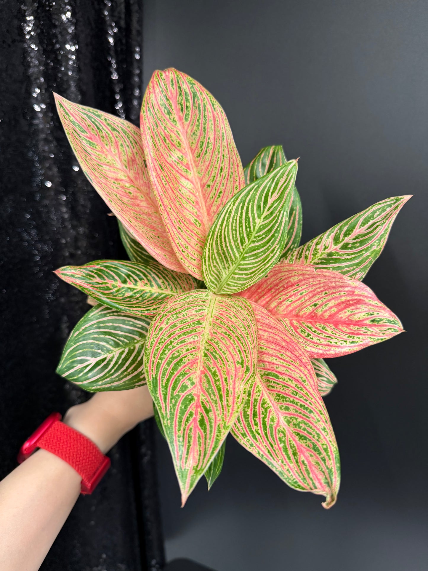 Aglaonema Golden Hope