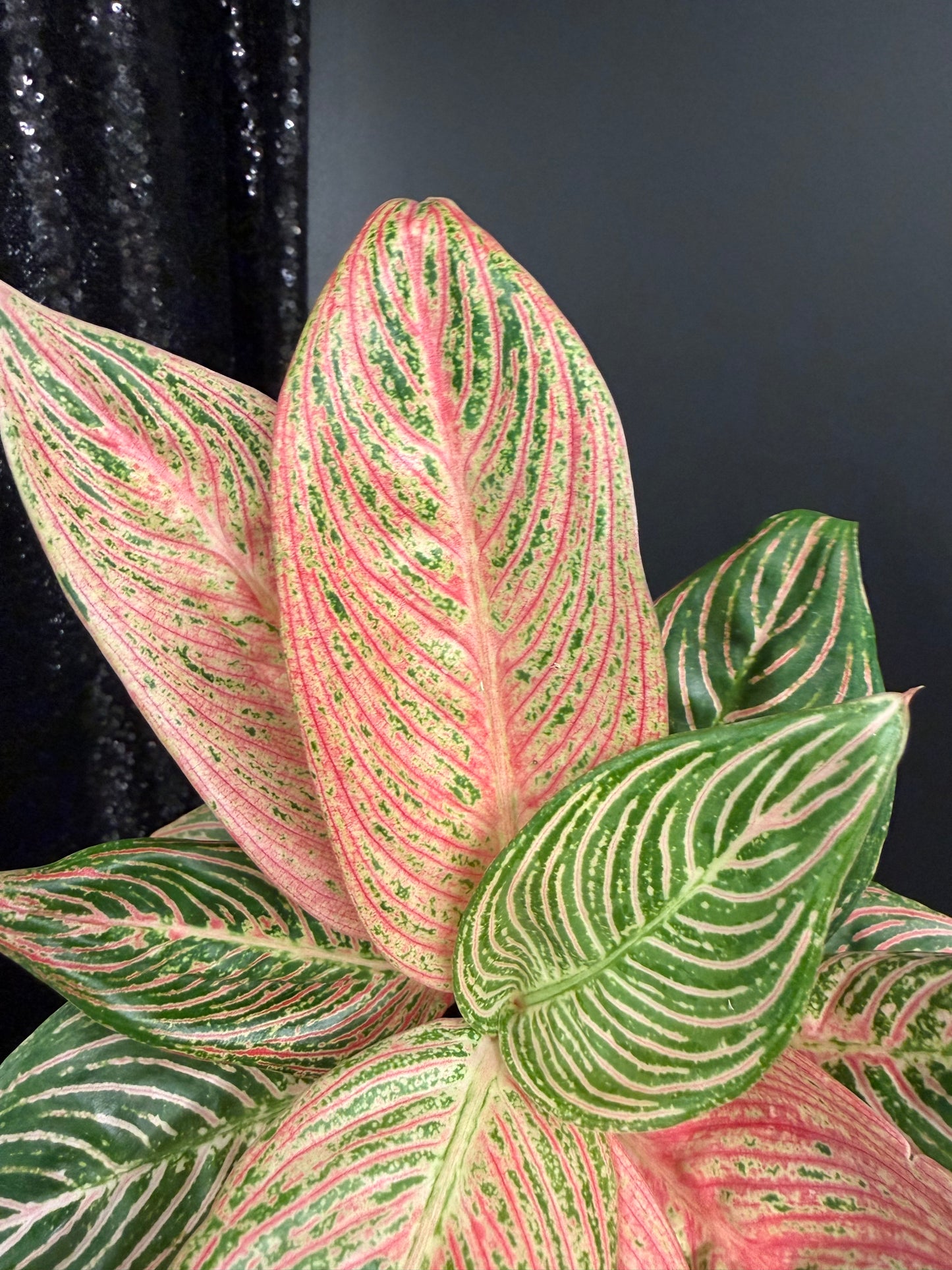 Aglaonema Golden Hope