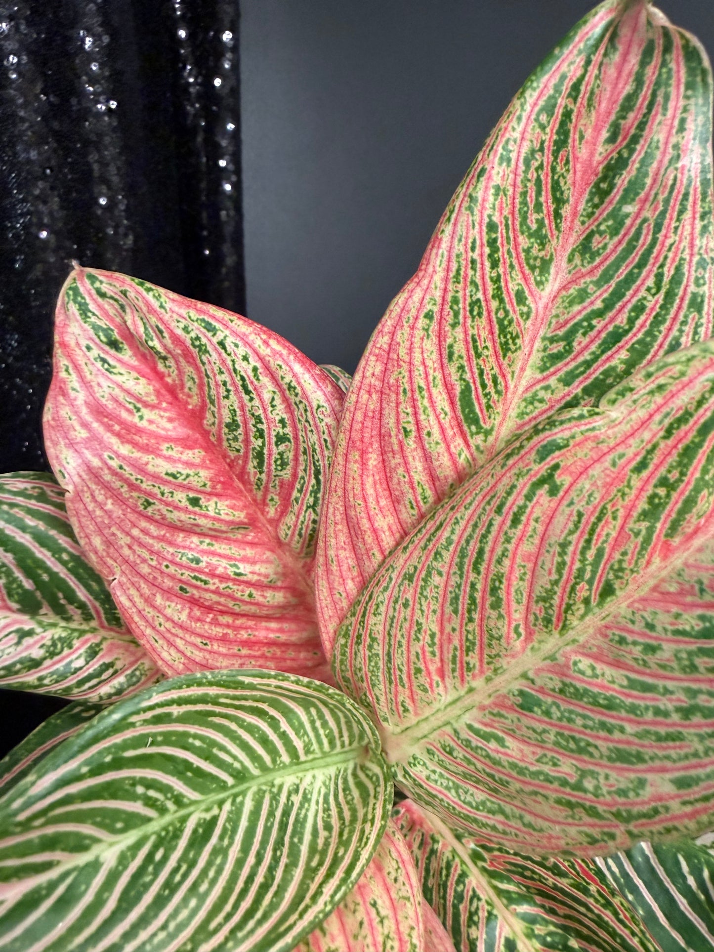 Aglaonema Golden Hope