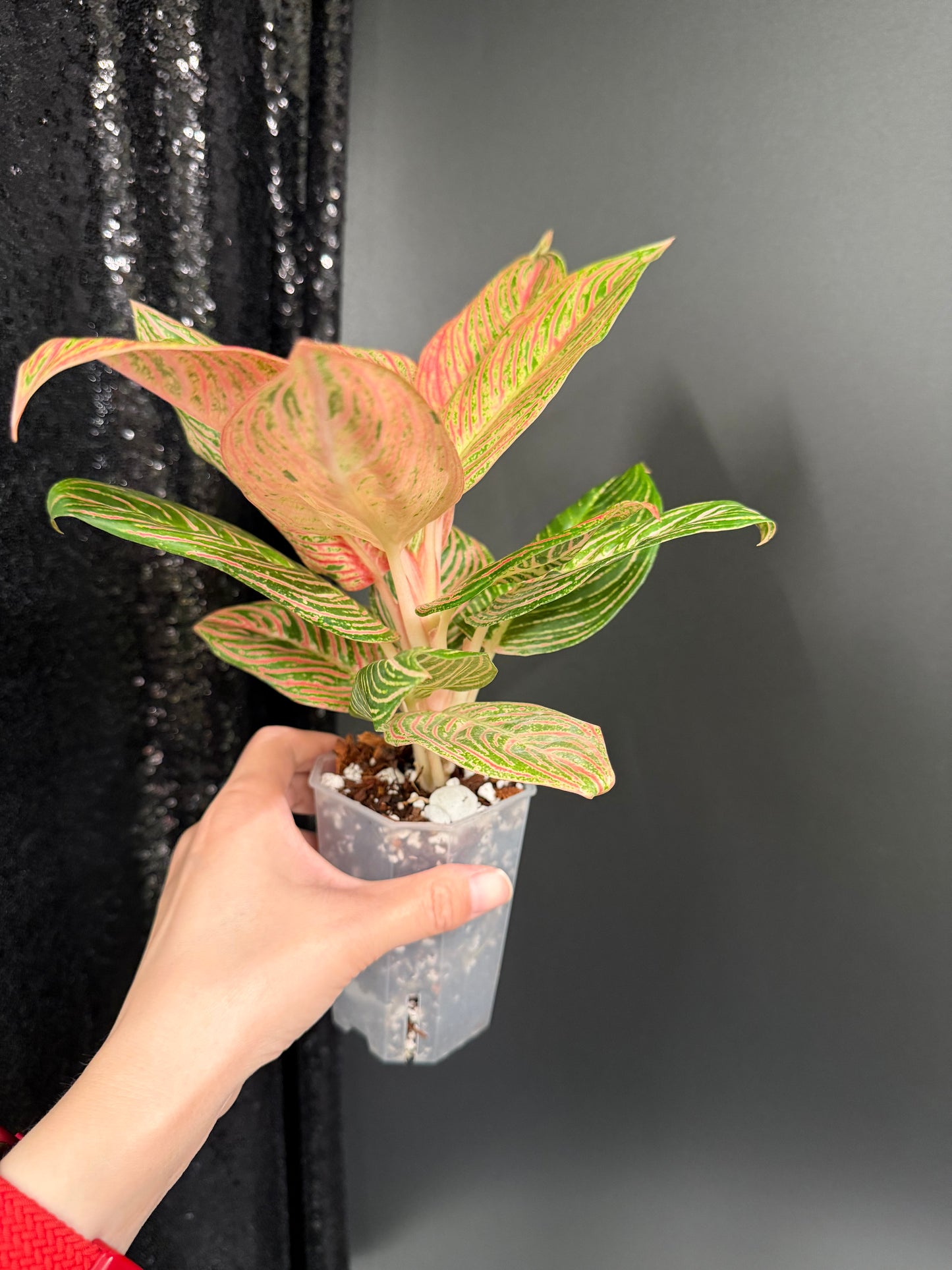 Aglaonema Golden Hope