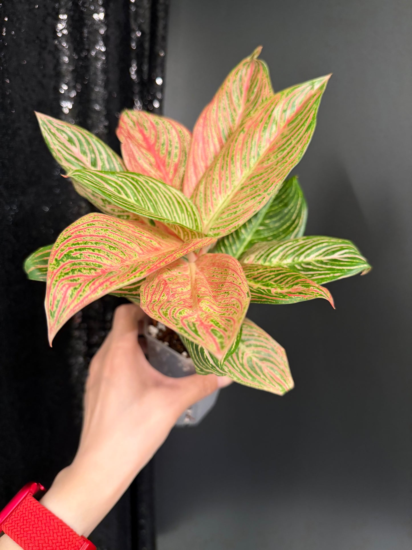 Aglaonema Golden Hope