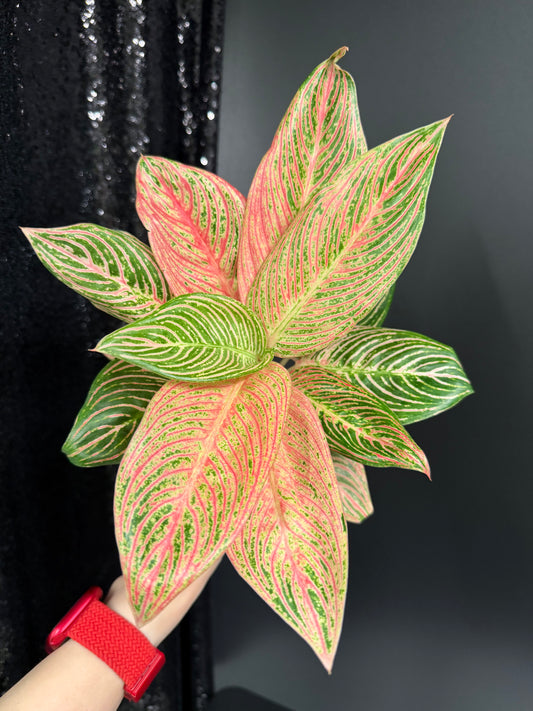 Aglaonema Golden Hope