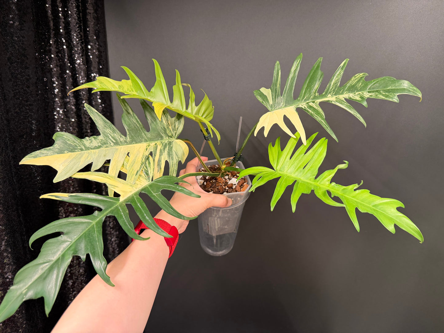 Philodendron Florida Beauty x Tortum Variegated
