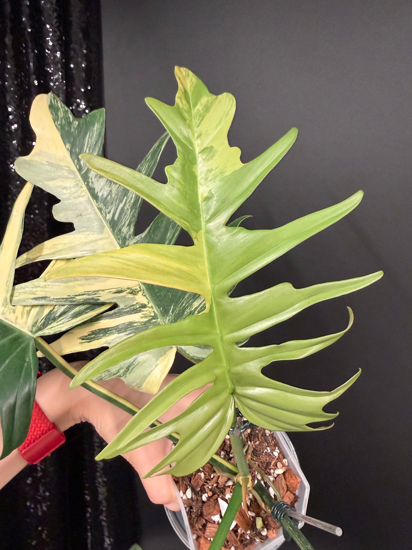 Philodendron Florida Beauty x Tortum Variegated