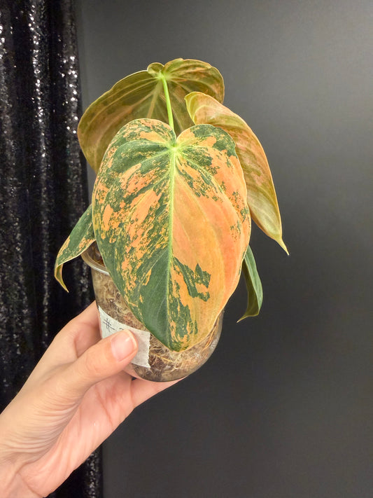 Philodendron Melanochrysum Orange Variegated