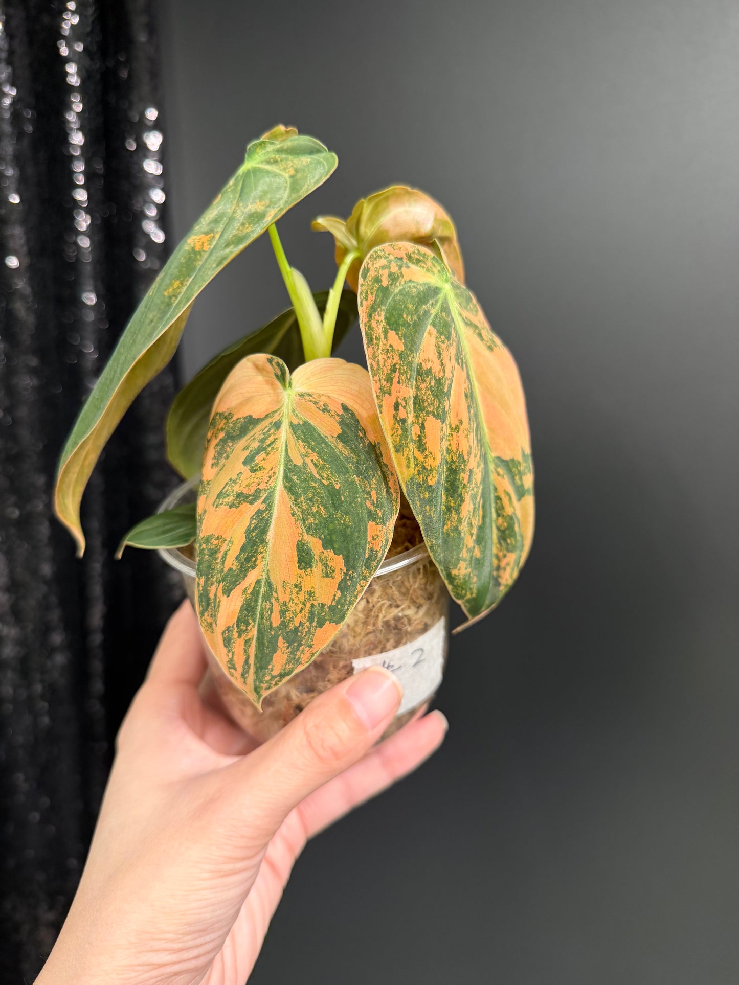 Philodendron Melanochrysum Orange Variegated