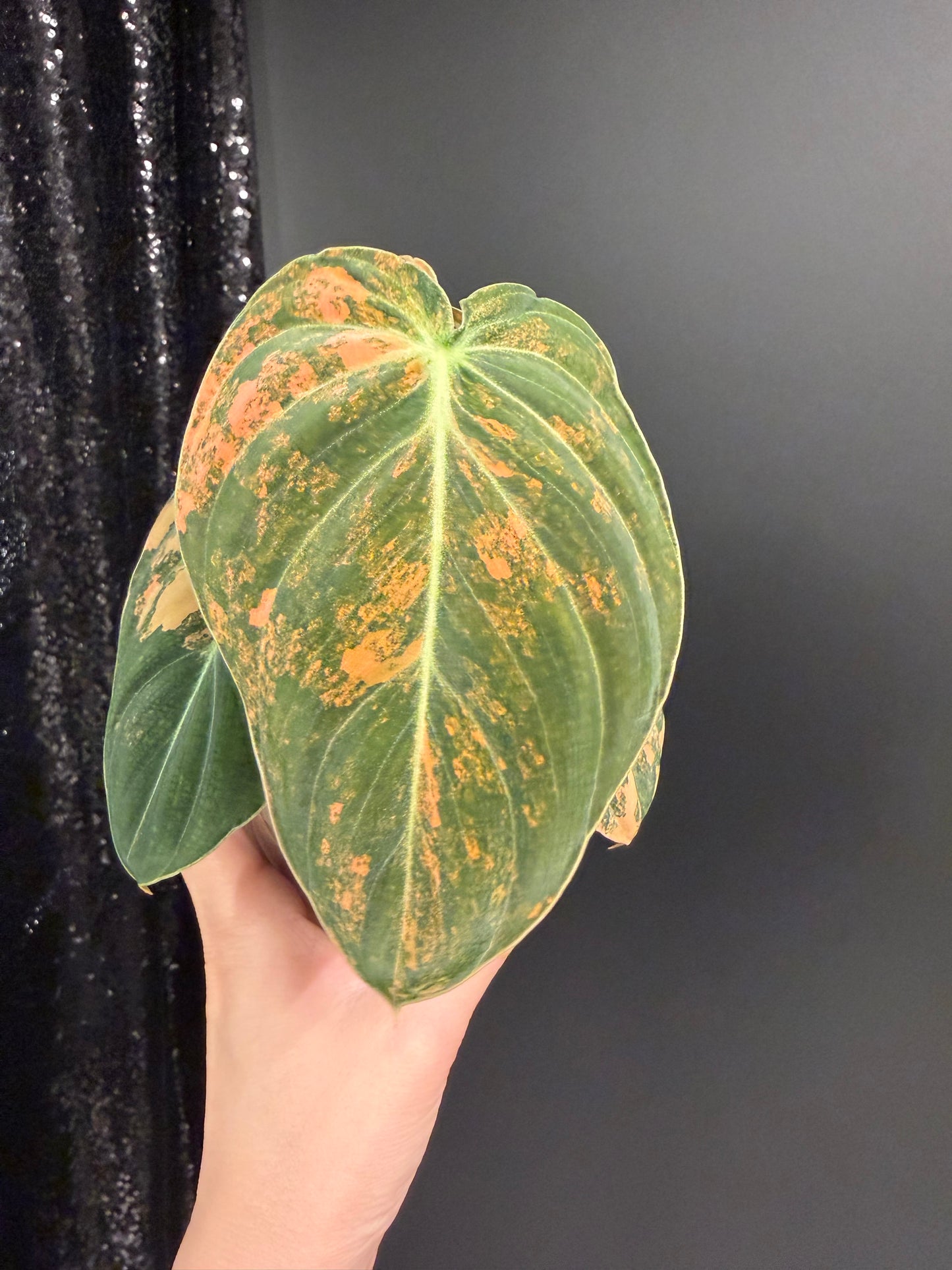 Philodendron Melanochrysum Orange Variegated
