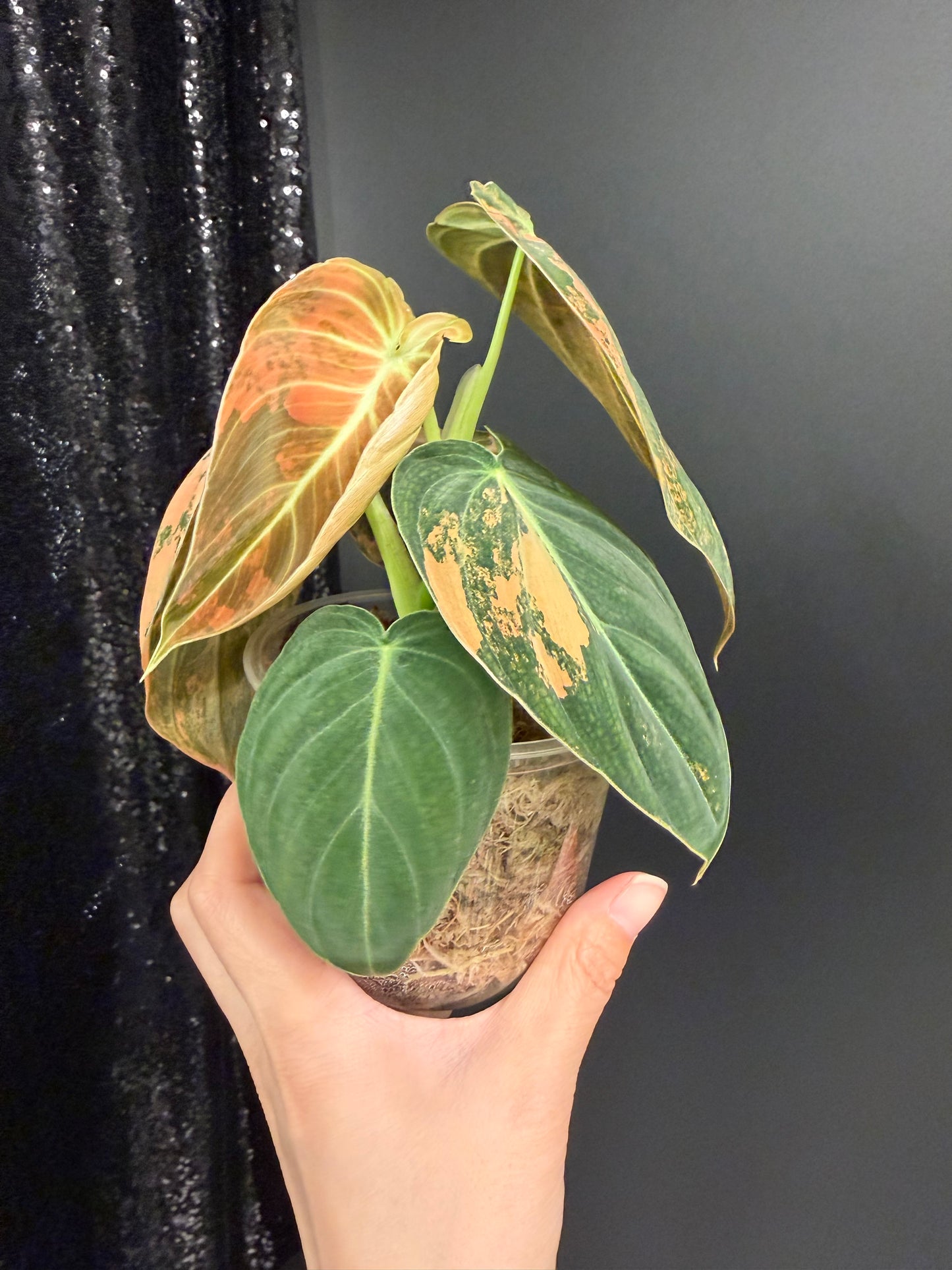 Philodendron Melanochrysum Orange Variegated