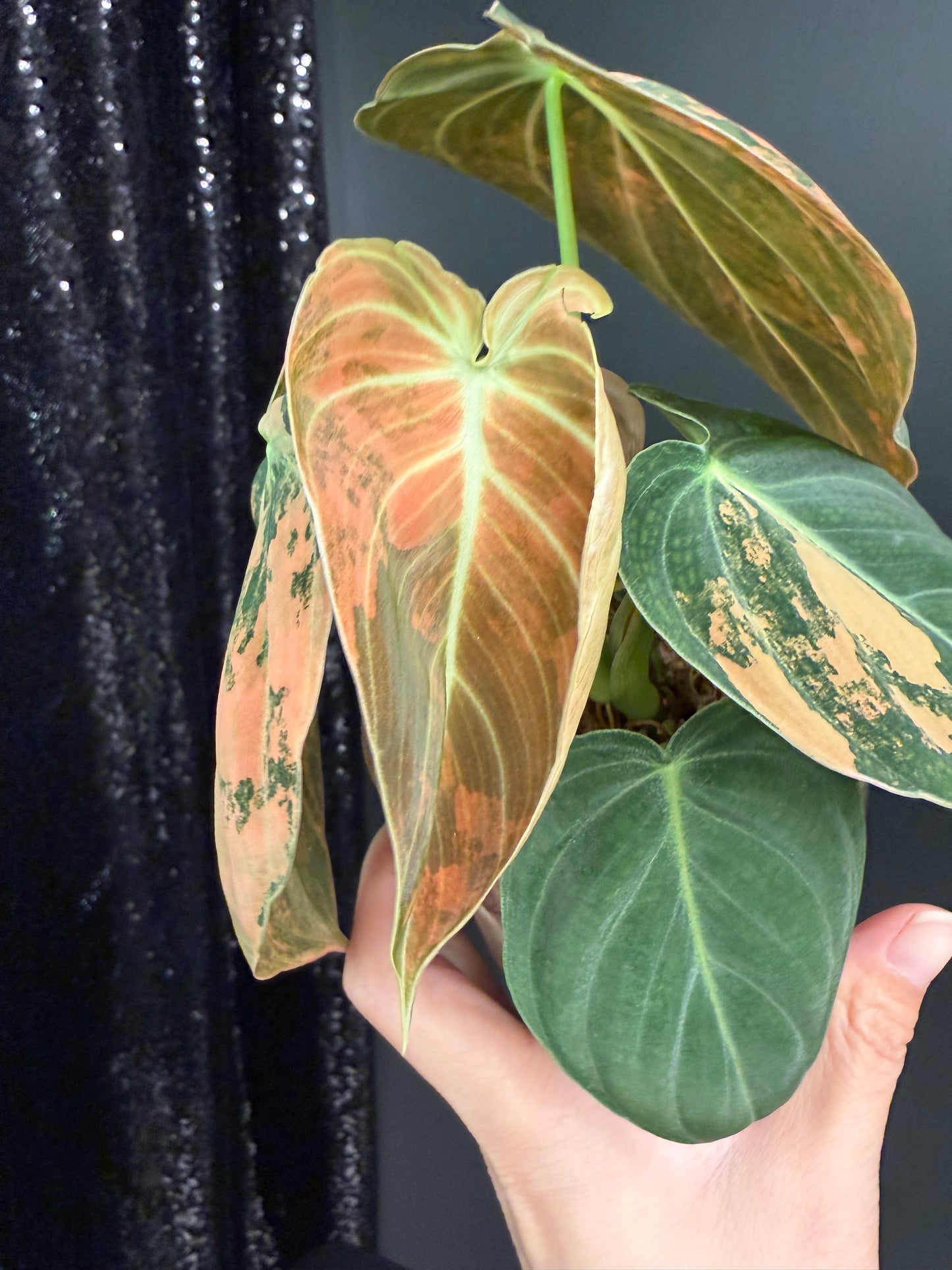 Philodendron Melanochrysum Orange Variegated