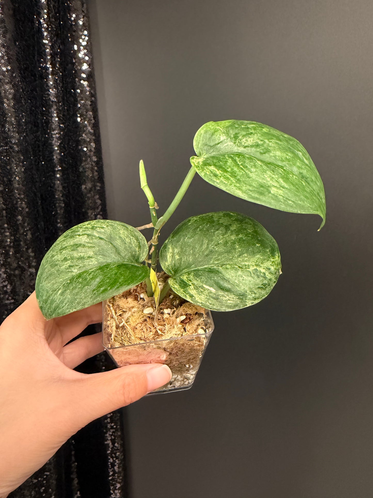 Scindapsus Black Dargon