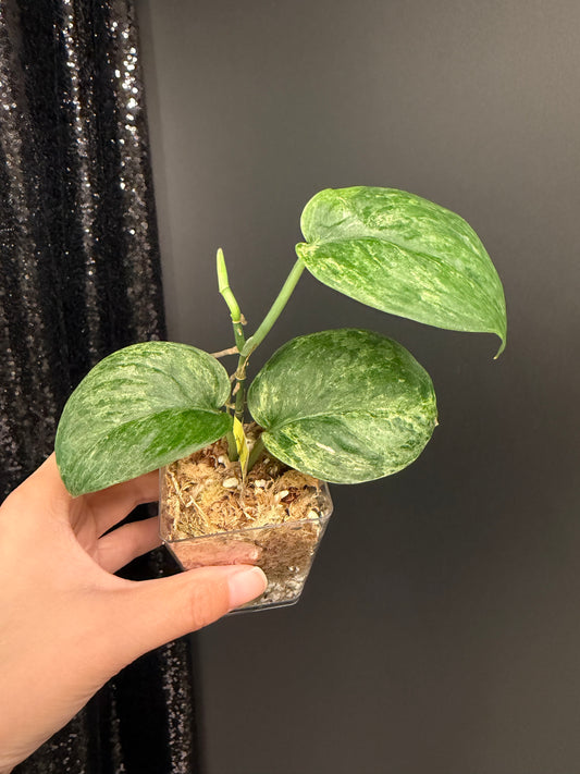 Scindapsus Black Dargon