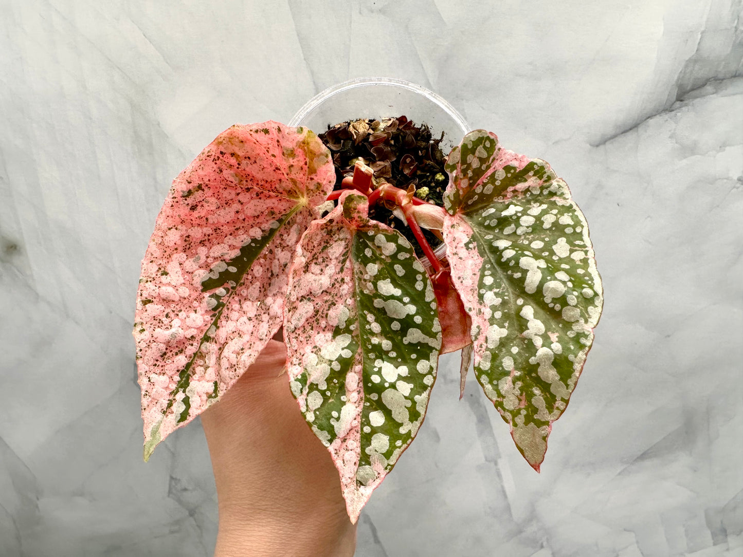 Purge - Begonia Snow Capped Variegated Rooted Plant #p2