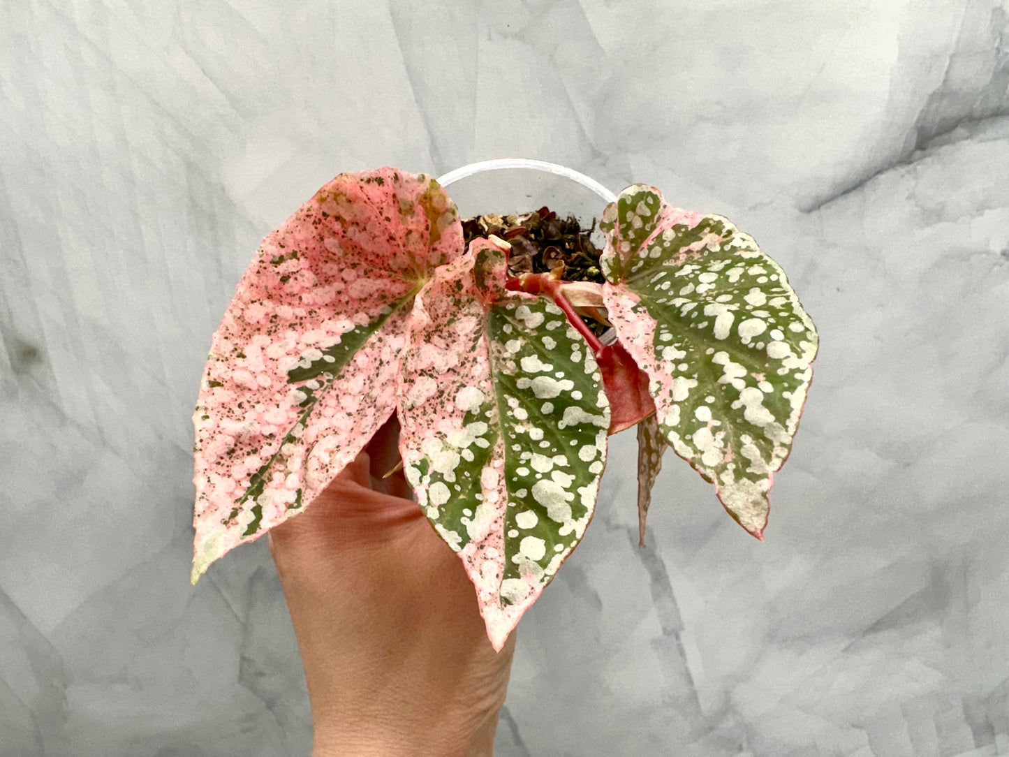 Purge - Begonia Snow Capped Variegated Rooted Plant #p2