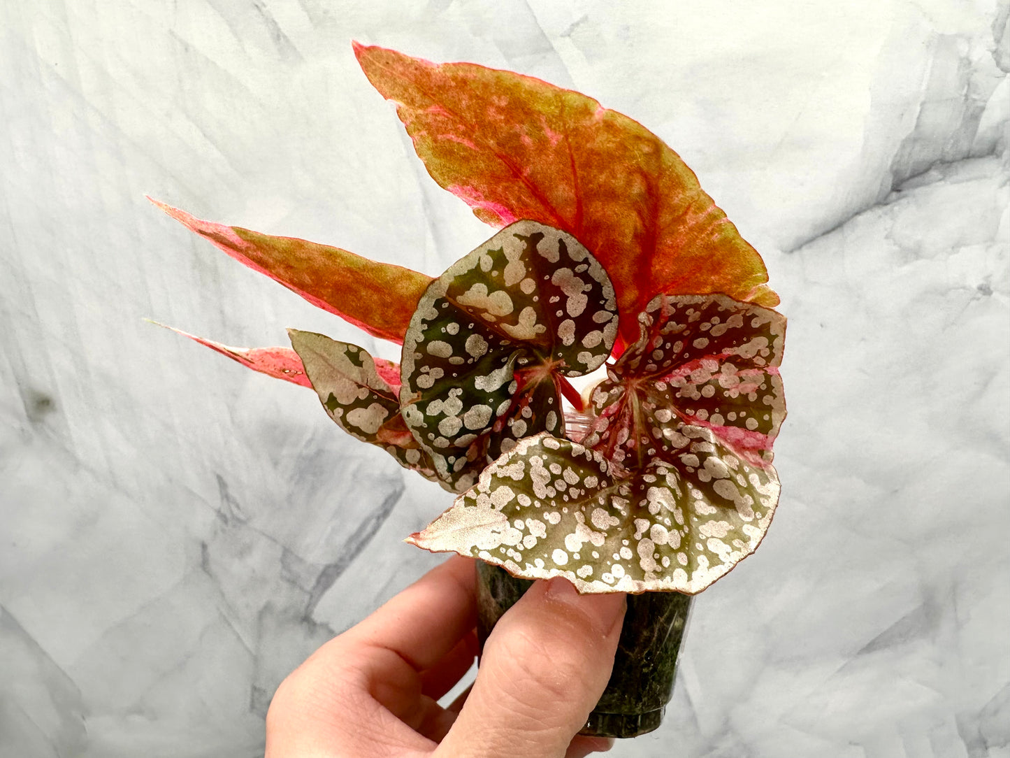 Purge - Begonia Snow Capped Variegated Rooted Plant #p2