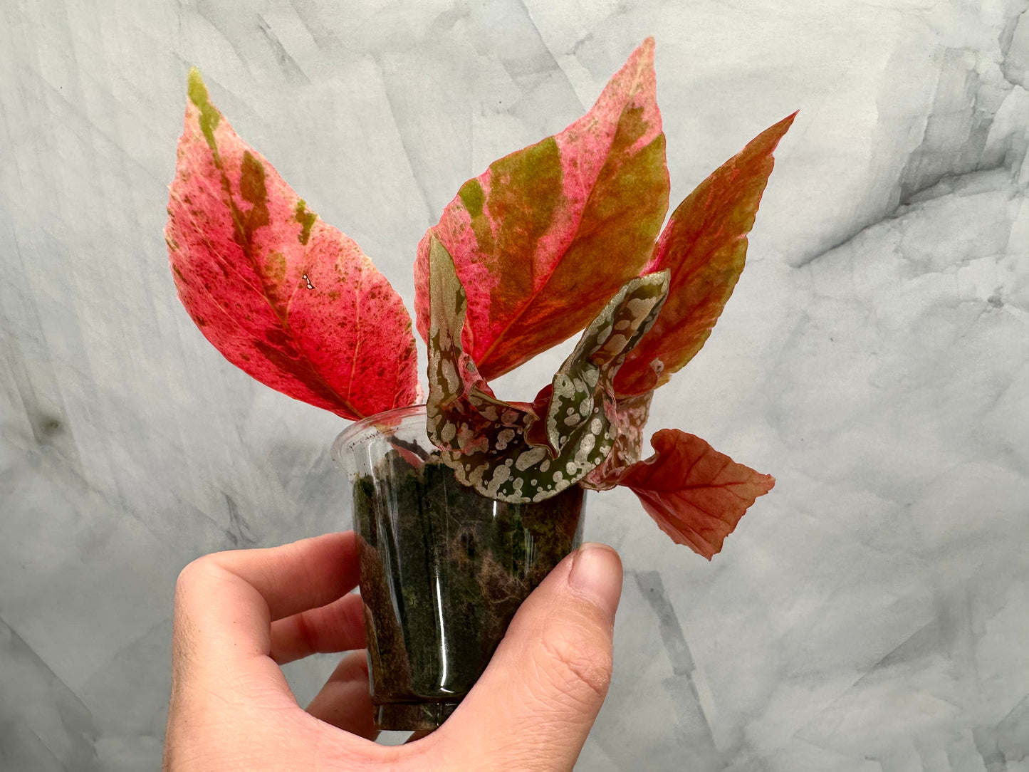 Purge - Begonia Snow Capped Variegated Rooted Plant #p2