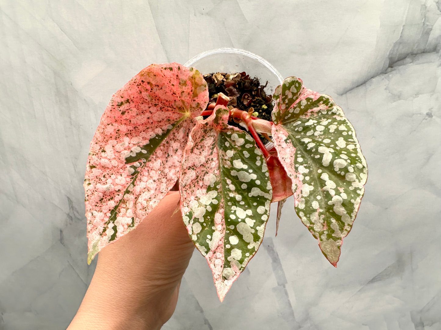 Purge - Begonia Snow Capped Variegated Rooted Plant #p2